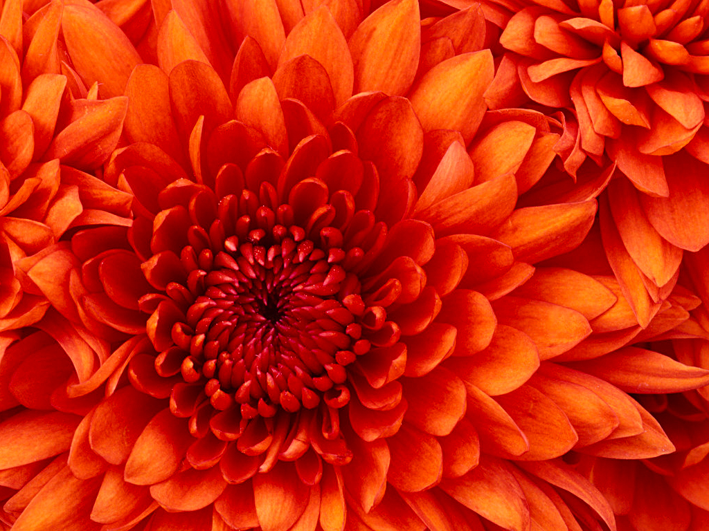 Chrysanthemum.jpg - 858.78 kB